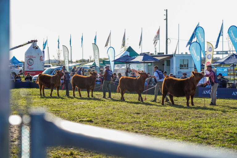 Cañuelas se viste de gala: La Semana Angus de Primavera despliega genética de elite y oportunidades de negocio