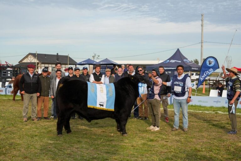 Angus de Primavera: El Gran Campeón Macho fue para Don José de Mammoliti y el Ternero para Las Tranqueras de La Valle