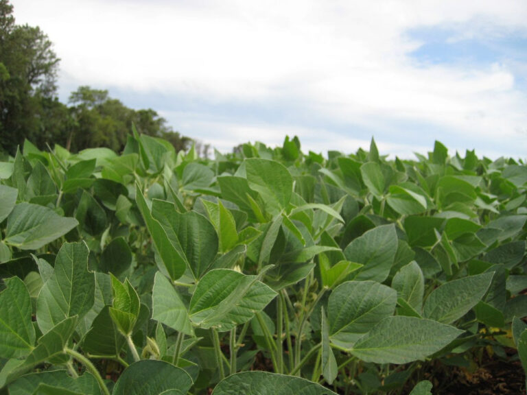 Nanotecnología agrícola: La estrategia de AKO AGRO para combatir la escalada de precios y preservar el Ambiente