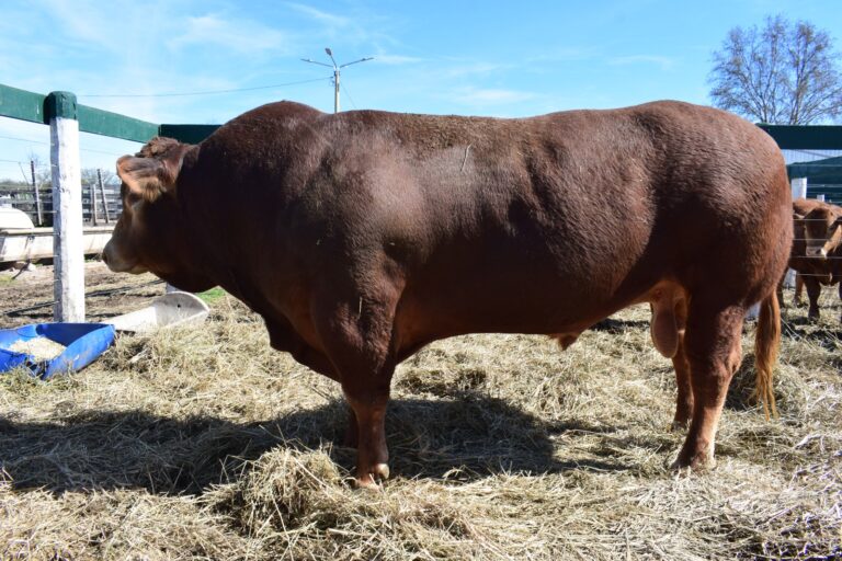 Limousin celebrará una nueva Nacional de Primavera en Jesús María: genética carnicera de alta calidad