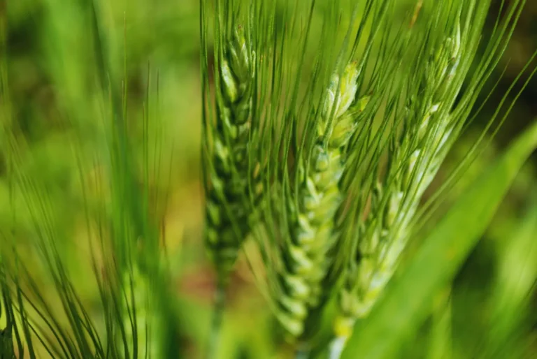 Alerta agrícola: la deficiencia de zinc amenaza rendimientos de trigo y cebada en suelos pampeanos