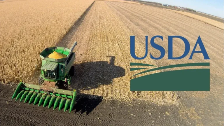 El informe del USDA remueve el tablero agrícola global: maíz y soja al alza, trigo con oferta robusta