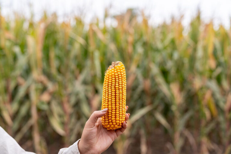 Maíz Tardío: Supra viene con genética de vanguardia y la búsqueda de un piso de rendimiento histórico
