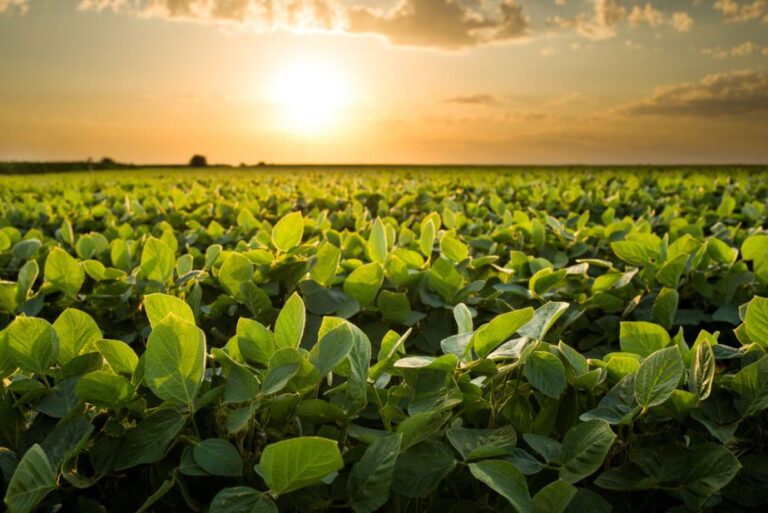 Mercados agropecuarios en tensión: Chicago a la baja y la soja lidera operaciones locales