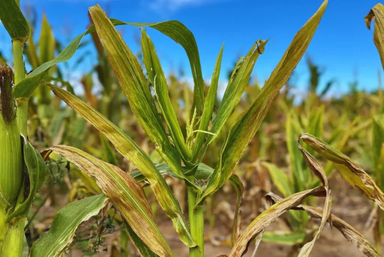 Avances del INTA en el estudio de la enfermedad del achaparramiento