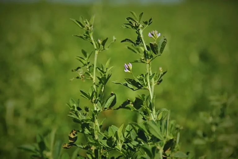 Científicos argentinos y alemanes descubren cómo la alfalfa sobrevive al estrés salino