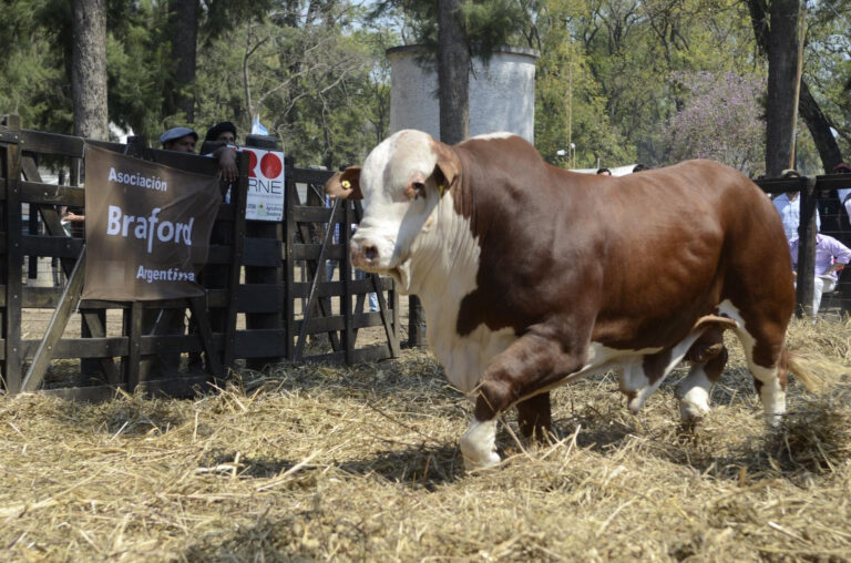 La venta de toros y genética creció 15% y ratifica el buen momento de la ganadería argentina