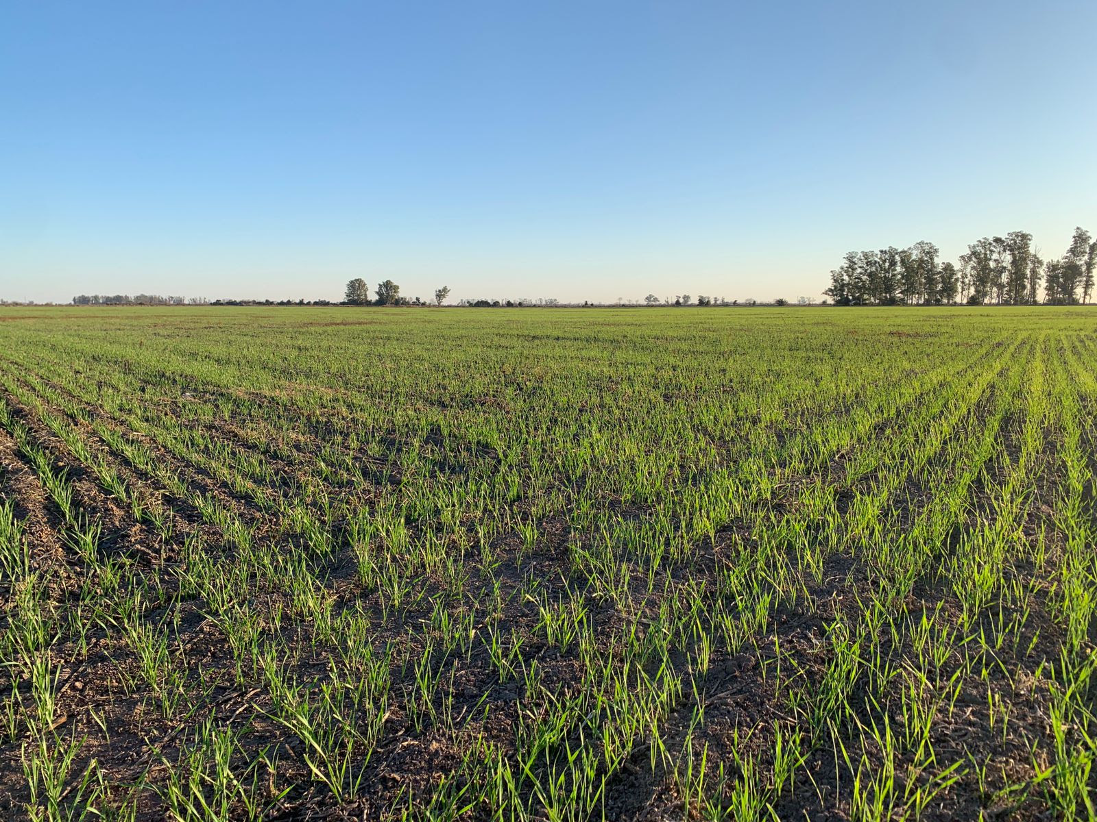 En Noviembre la agroindustria argentina logró su mejor desempeño exportador en una década