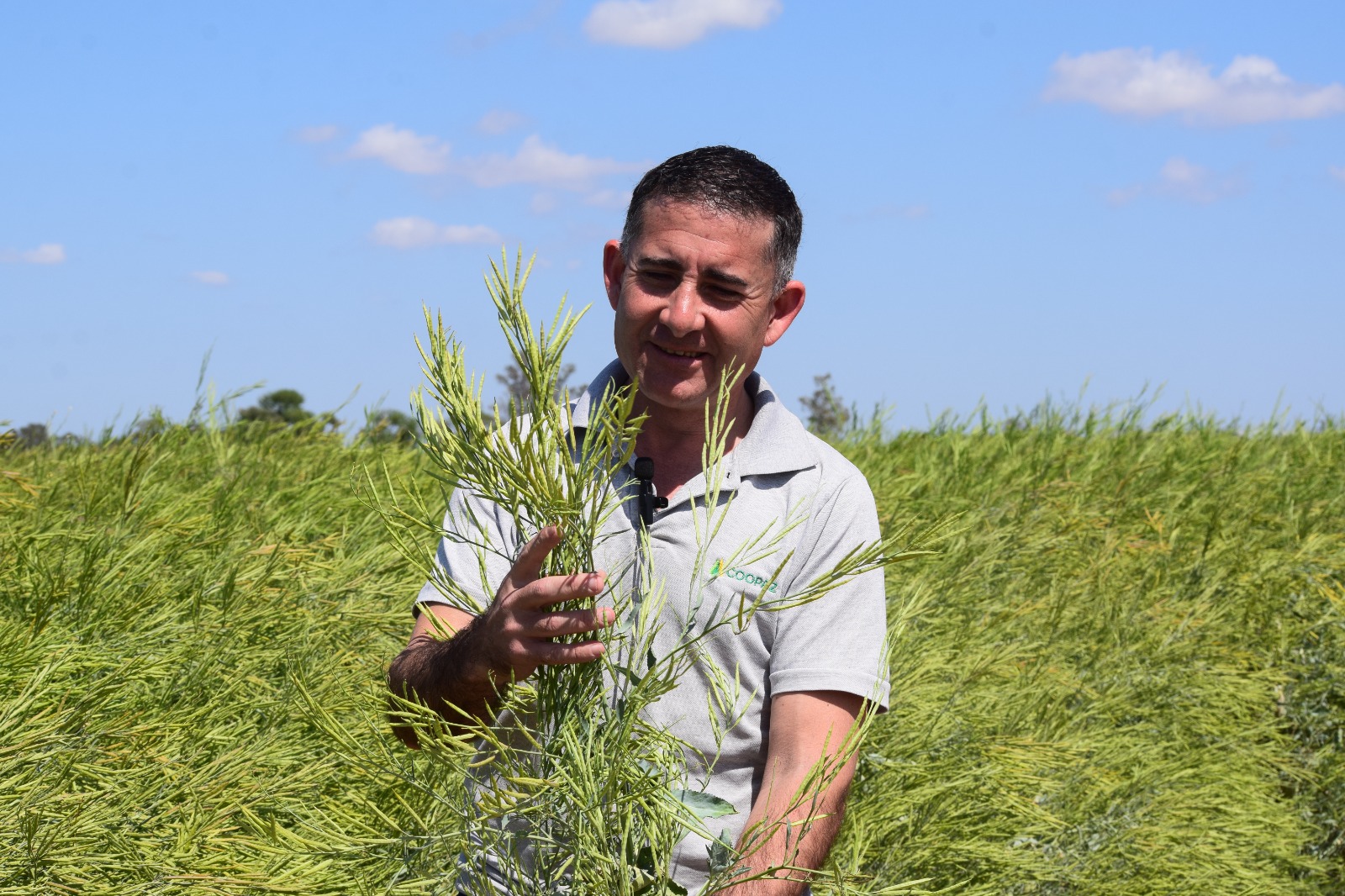 Carinata, el cultivo «que vuela»: primera experiencia con el grano destinado a industria aeronáutica