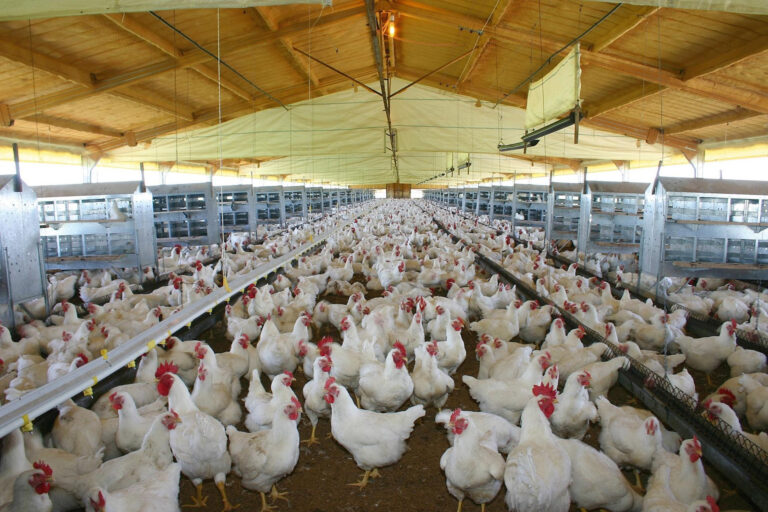 Las exportaciones de carne aviar crecieron 8% interanual en los primeros 8 meses del año