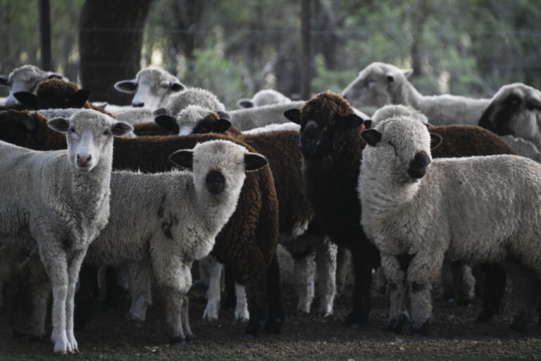 Auge Exportador : La Carne Ovina argentina conquista Europa y reabre el estratégico mercado chileno