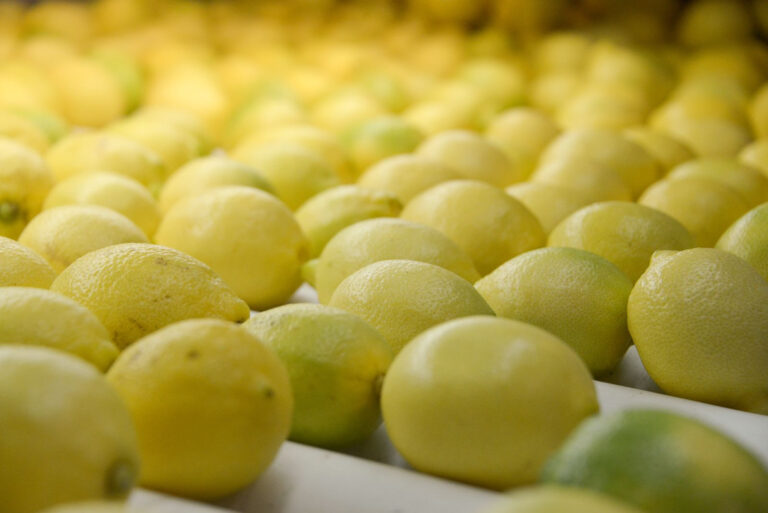 Argentina lidera el mercado global de limones y alcanza cifras récord en exportaciones cítricas