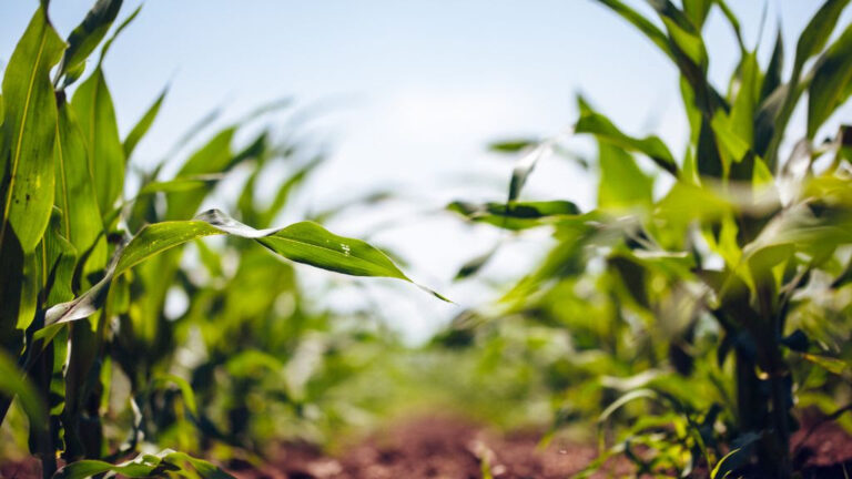 Estrategia nutricional clave: maíz temprano desafía el frío y la deficiencia de zinc