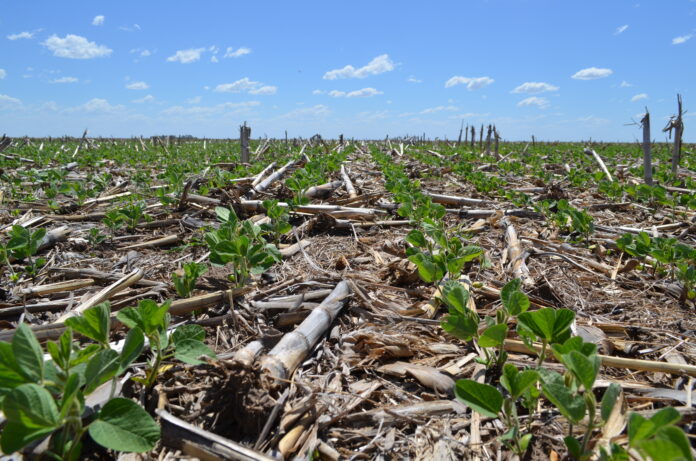 malezas en soja mundoagrocba