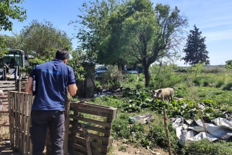 Realizan controles contra triquinosis: interdictados 20 animales en Rio IV por incumplimiento sanitario