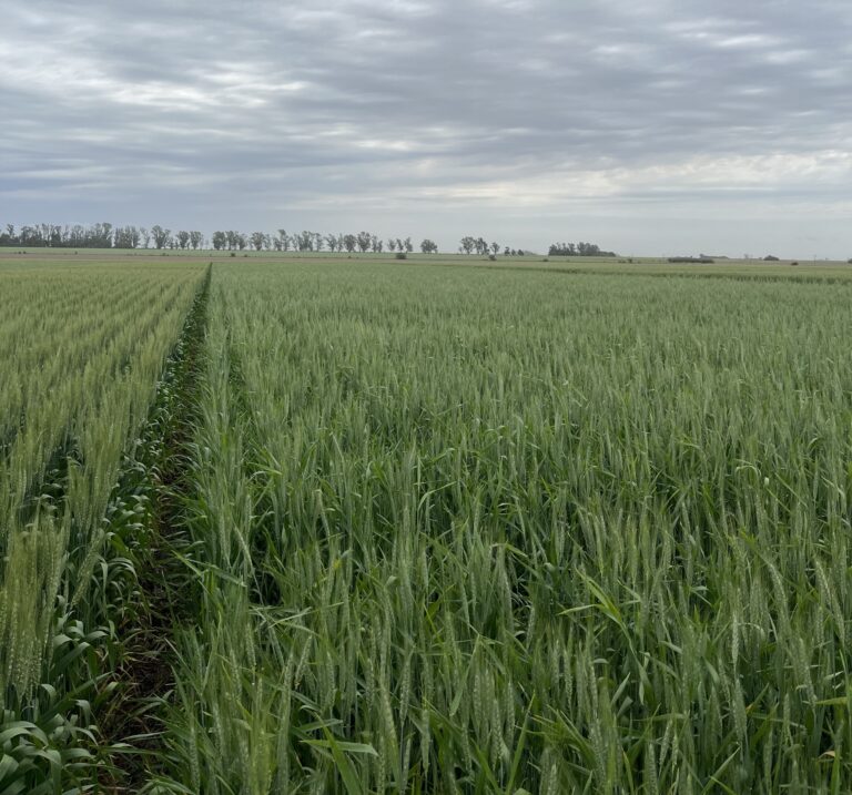 Campo Líder Trigo: variedades con buen potencial de rendimiento y proyección en la Región Núcleo