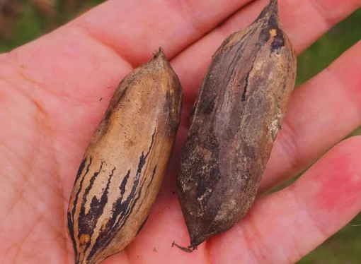 Pecán: el nuevo cultivo que revive las zonas urbanas