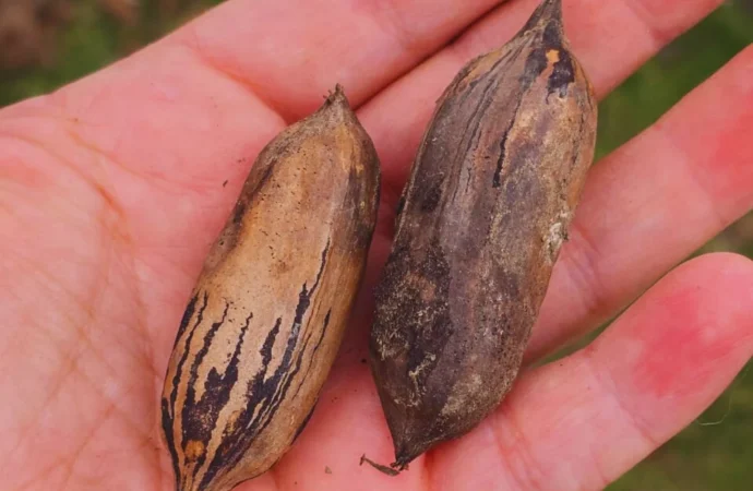 Pecán: el nuevo cultivo que revive las zonas urbanas