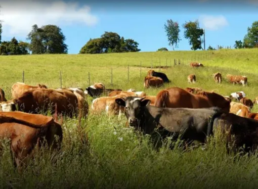 Este Miercoles 26, Jornada a Campo del IPCVA en Tres Arroyos