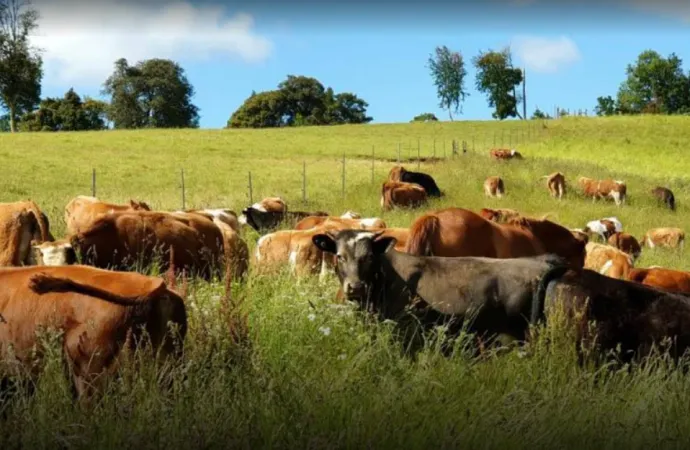 Este Miercoles 26, Jornada a Campo del IPCVA en Tres Arroyos