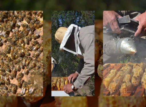 Definidos los Consejeros Apícolas: ¿Quiénes son los nuevos líderes?