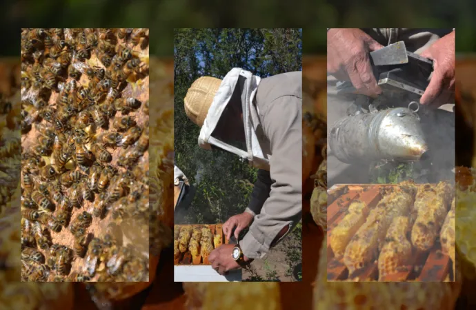 Definidos los Consejeros Apícolas: ¿Quiénes son los nuevos líderes?