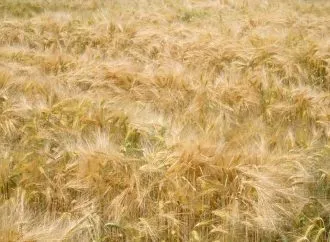 Golpe estratégico en la cebada: RAGT impulsa su posición global