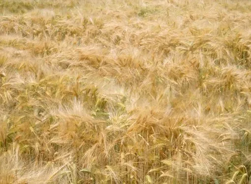 Golpe estratégico en la cebada: RAGT impulsa su posición global