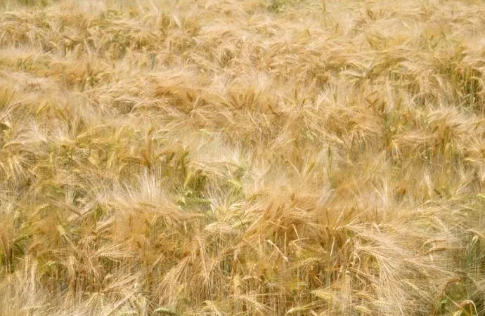 Golpe estratégico en la cebada: RAGT impulsa su posición global