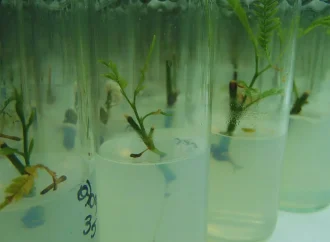 El secreto ‘In Vitro’ para resucitar el algarrobo blanco