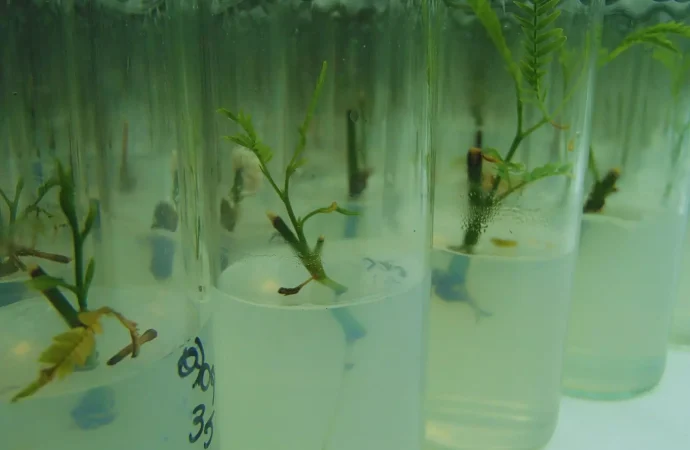 El secreto ‘In Vitro’ para resucitar el algarrobo blanco