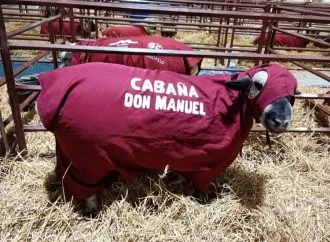 Educación, Ovejas y Proyección: La Escuela de Córdoba cuya pasión ovina no sabe de fronteras