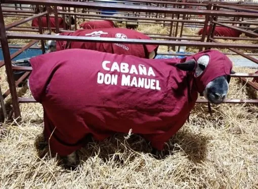 Educación, Ovejas y Proyección: La Escuela de Córdoba cuya pasión ovina no sabe de fronteras