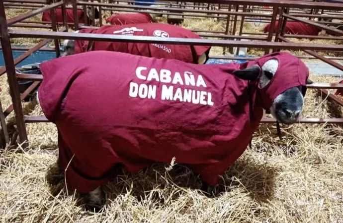 Educación, Ovejas y Proyección: La Escuela de Córdoba cuya pasión ovina no sabe de fronteras