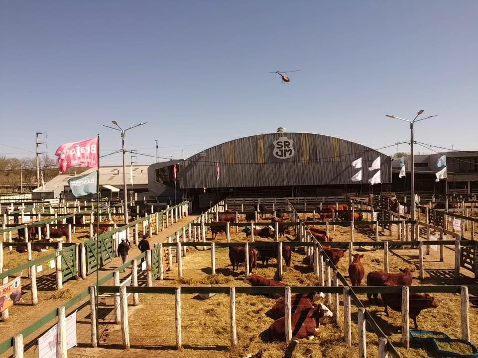 Consignaciones Córdoba rematará 1.500 cabezas este lunes 1 de diciembre en Jesús María