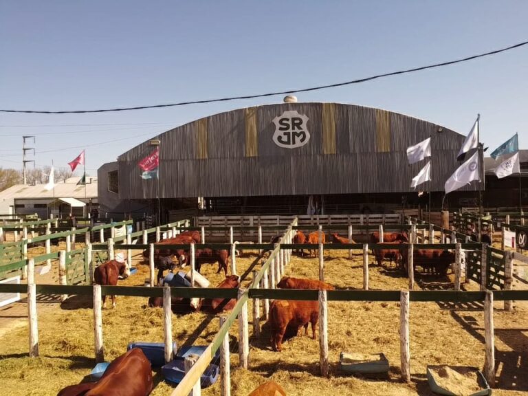 Sigue la tendencia alcista en los valores de la hacienda en el remate de Consignaciones Córdoba