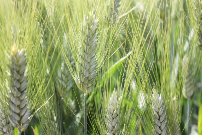 inta_mj_trigocandeal