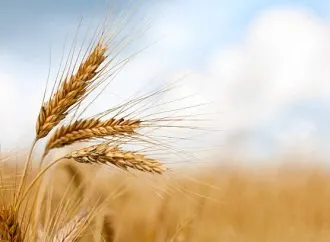 El trigo toca mínimos históricos y preocupa la economía