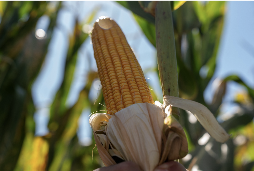 Tardío al frente: la jugada estratégica que domina la campaña
