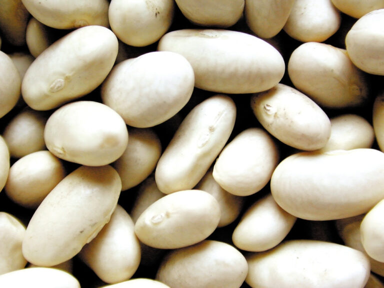 Argentina cosecha 1.2 millones de toneladas de Legumbres en la Campaña 2024/2025