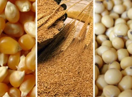 Mercados: Trigo, soja y maíz, ¿Hasta dónde llega el repunte?