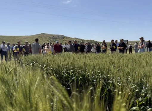 Nidera mostró en Tandil el potencial de su genética y las claves de manejo para maximizar rindes en trigo