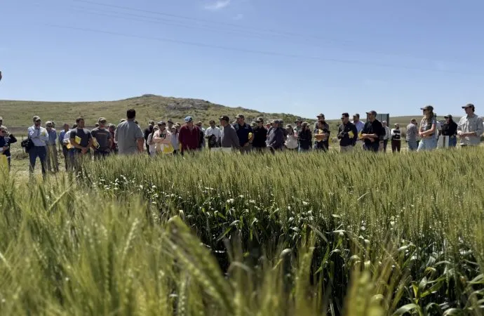 Nidera mostró en Tandil el potencial de su genética y las claves de manejo para maximizar rindes en trigo