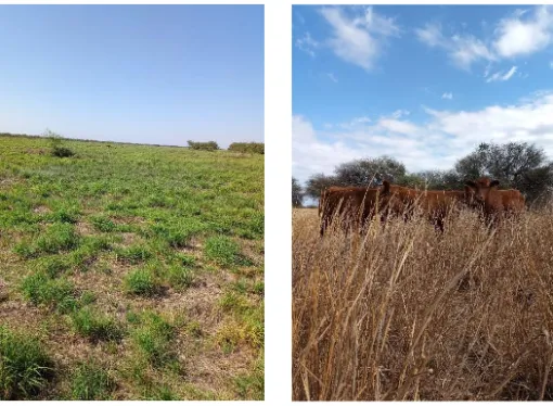 Estrategia ganadera: La planificación forrajera, escudo contra el déficit en el norte de Córdoba