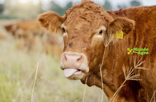 Carne con Futuro: La hoja de ruta de la ganadería regional hacia la calidad, inocuidad y bioseguridad