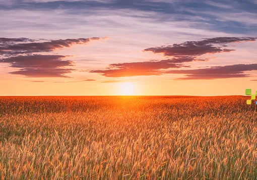 Retenciones al rojo vivo: el efecto argentino que remarcó los precios mundiales