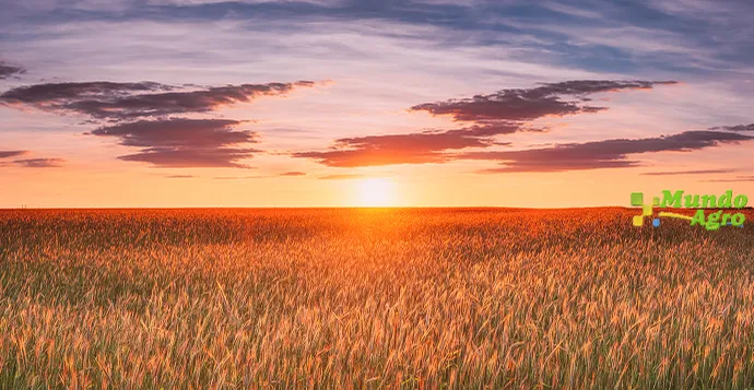 Retenciones al rojo vivo: el efecto argentino que remarcó los precios mundiales