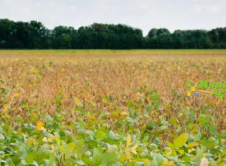 Soja frena la caída global