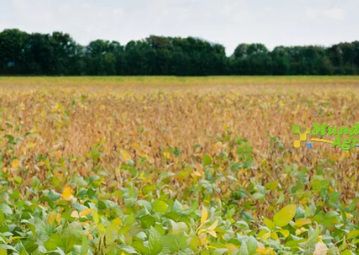 Soja frena la caída global