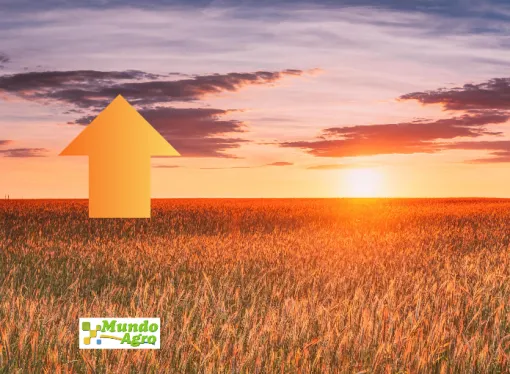 El trigo Argentino desafía a Chicago: ¿Rumbo a un récord mundial de oferta?